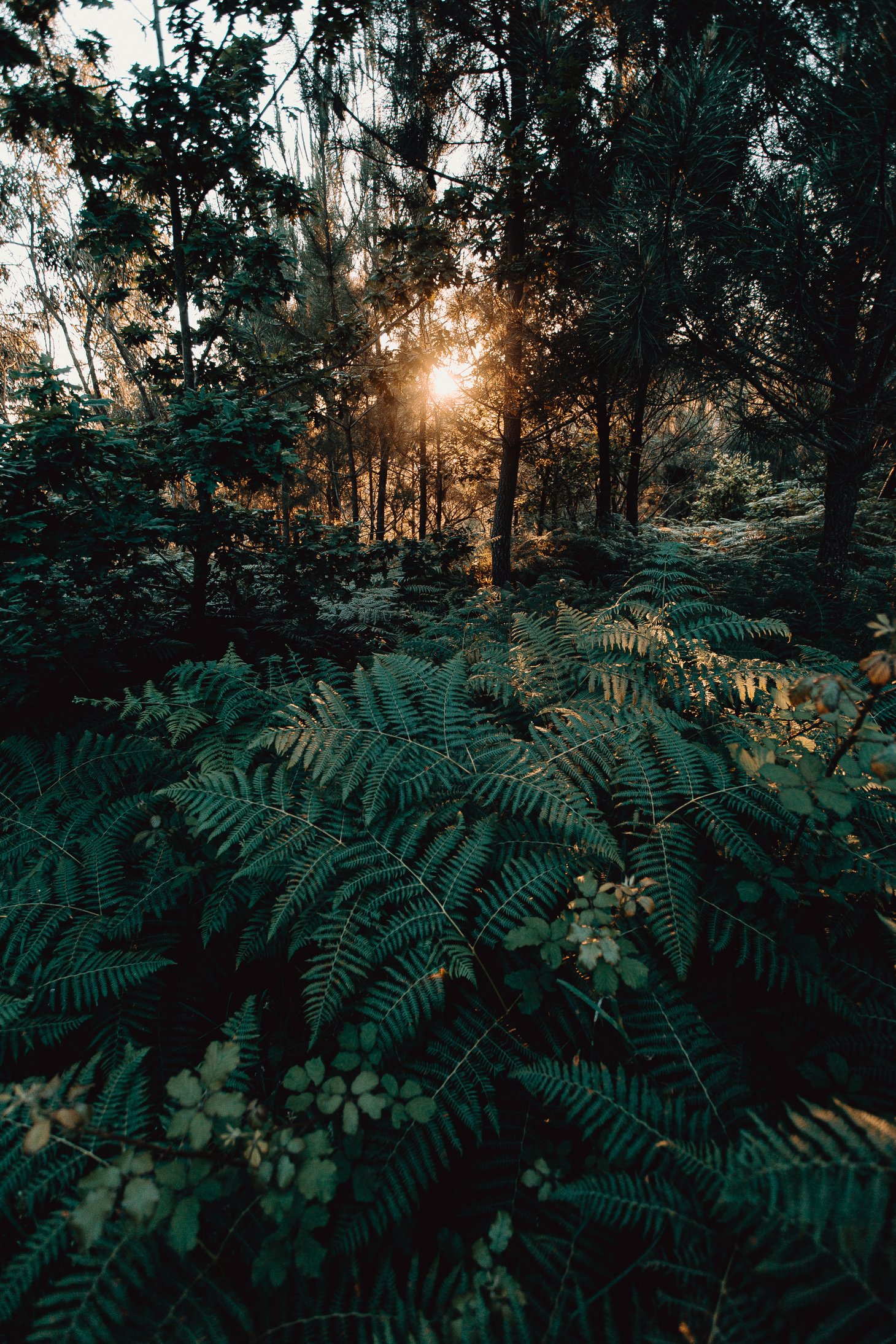 Tranquil forest at sunset light